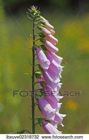 Stock Image - "Common foxglove, purple foxglove or lady's glove (Digitalis purpurea), pink form, medicinal plant, poisonous plant". Fotosearch