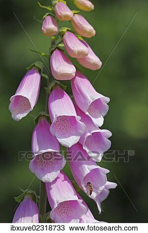 Stock Image - "Common foxglove, purple foxglove or lady's glove (Digitalis purpurea), pink form, medicinal plant, poisonous plant". Fotosearch