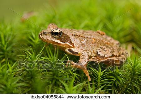 "Common Frog or European Frog (Rana temporaria), Lower Saxony, Germany, Europe" View Large Photo Image Picture - "Common Frog or European Frog (Rana temporaria), Lower Saxony, Germany, Europe". Fotosearch