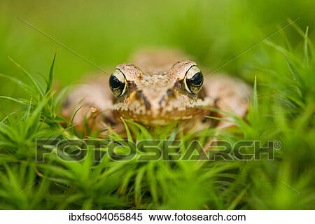 "Common Frog or European Frog (Rana temporaria), Lower Saxony, Germany, Europe" View Large Photo Image Stock Photography - "Common Frog or European Frog (Rana temporaria), Lower Saxony, Germany, Europe". Fotosearch