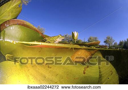 "Common frog (Rana temporaria) and White water lily (Nymphaea alba), Vilkovo, Ukraine, Eastern Europe, Europe" View Large Photo Image Stock Image - "Common frog (Rana temporaria) and White water lily (Nymphaea alba), Vilkovo, Ukraine, Eastern Europe, Europe". Fotosearch
