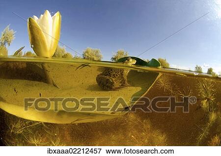 "Common frog (Rana temporaria) and White water lily (Nymphaea alba), Vilkovo, Ukraine, Eastern Europe, Europe" View Large Photo Image Stock Photo - "Common frog (Rana temporaria) and White water lily (Nymphaea alba), Vilkovo, Ukraine, Eastern Europe, Europe". Fotosearch