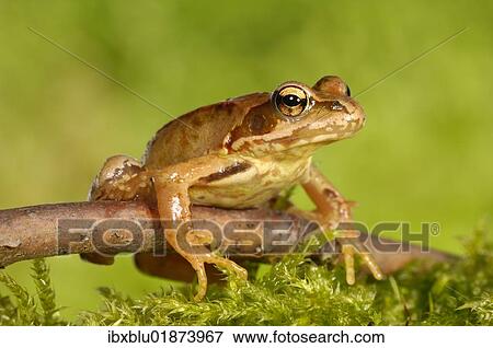 Common Frog (Rana temporaria) View Large Photo Image Stock Photo - Common Frog (Rana temporaria). Fotosearch