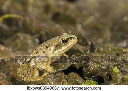 "Common Frog (Rana temporaria), immature froglet, South Wales, United Kingdom, Europe" View Large Photo Image Stock Photo - "Common Frog (Rana temporaria), immature froglet, South Wales, United Kingdom, Europe". Fotosearch