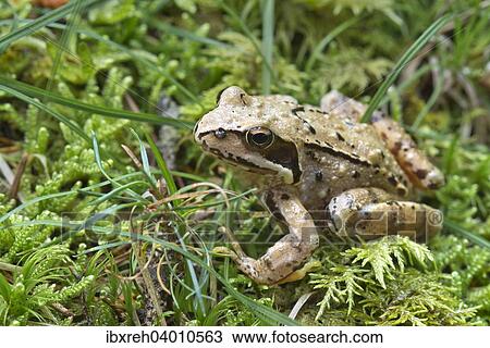 "Common Frog (Rana temporaria), Tyrol, Austria, Europe" View Large Photo Image Stock Image - "Common Frog (Rana temporaria), Tyrol, Austria, Europe". Fotosearch