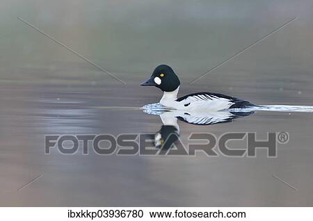 "Common Goldeneye (Bucephala clangula), drake, Saxony, Germany, Europe" View Large Photo Image Stock Image - "Common Goldeneye (Bucephala clangula), drake, Saxony, Germany, Europe". Fotosearch