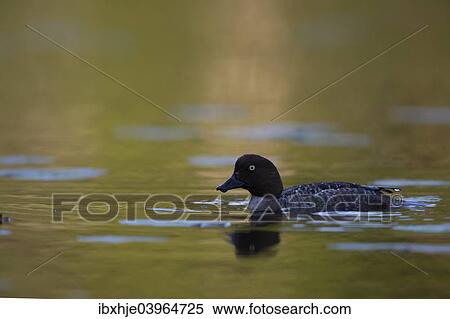 "Common Goldeneye (Bucephala clangula), Vastra Gotaland County, Sweden, Europe" View Large Photo Image Stock Photography - "Common Goldeneye (Bucephala clangula), Vastra Gotaland County, Sweden, Europe". Fotosearch