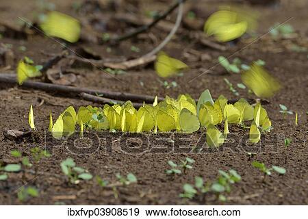 Stock Photo - "Common Grass Yellow (Eurema hecabe), Lobeke National Park, East Region, Cameroon, Africa". Fotosearch