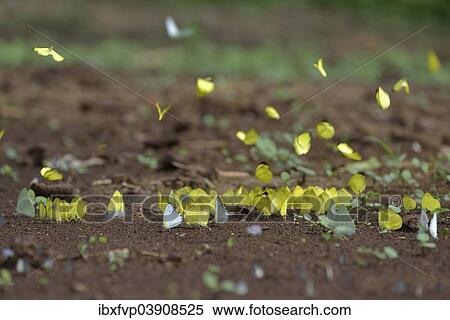 Stock Photography - "Common Grass Yellow (Eurema hecabe), Lobeke National Park, East Region, Cameroon, Africa". Fotosearch