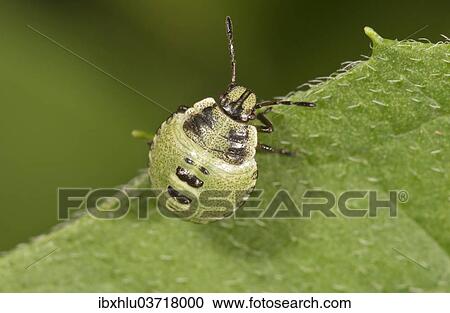 Stock Image - "Common Green Shieldbug (Palomena prasina), larva, Untergroningen, Abtsgmuend, Baden-Wurttemberg, Germany, Europe". Fotosearch