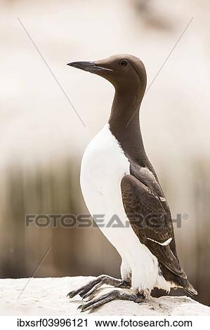 "Common Guillemot (Uria aalge), Farne Islands, Northumberland, England, United Kingdom, Europe" View Large Photo Image Stock Image - "Common Guillemot (Uria aalge), Farne Islands, Northumberland, England, United Kingdom, Europe". Fotosearch