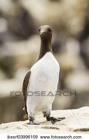 "Common Guillemot (Uria aalge), Farne Islands, Northumberland, England, United Kingdom, Europe" View Large Photo Image Stock Photo - "Common Guillemot (Uria aalge), Farne Islands, Northumberland, England, United Kingdom, Europe". Fotosearch