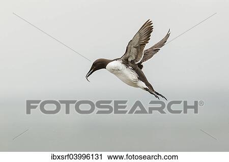 "Common Guillemot (Uria aalge), in flight, Farne Islands, Northumberland, England, United Kingdom, Europe" View Large Photo Image Stock Image - "Common Guillemot (Uria aalge), in flight, Farne Islands, Northumberland, England, United Kingdom, Europe". Fotosearch