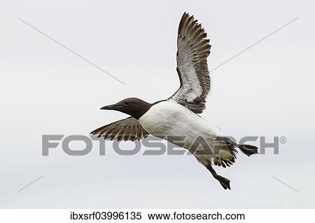 "Common Guillemot (Uria aalge), in flight, Farne Islands, Northumberland, England, United Kingdom, Europe" View Large Photo Image Stock Photography - "Common Guillemot (Uria aalge), in flight, Farne Islands, Northumberland, England, United Kingdom, Europe". Fotosearch