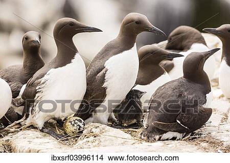 "Common Guillemots (Uria aalge), Farne Islands, Northumberland, England, United Kingdom, Europe" View Large Photo Image Picture - "Common Guillemots (Uria aalge), Farne Islands, Northumberland, England, United Kingdom, Europe". Fotosearch