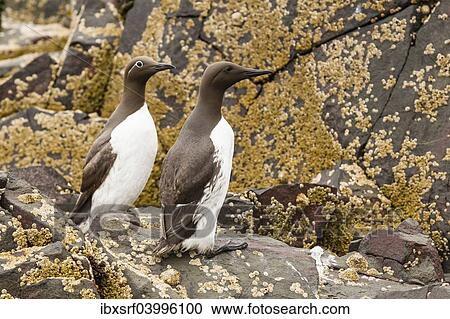 "Common Guillemots (Uria aalge), Farne Islands, Northumberland, England, United Kingdom, Europe" View Large Photo Image Stock Image - "Common Guillemots (Uria aalge), Farne Islands, Northumberland, England, United Kingdom, Europe". Fotosearch