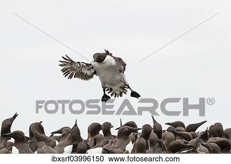"Common Guillemots (Uria aalge), Farne Islands, Northumberland, England, United Kingdom, Europe" View Large Photo Image Stock Image - "Common Guillemots (Uria aalge), Farne Islands, Northumberland, England, United Kingdom, Europe". Fotosearch