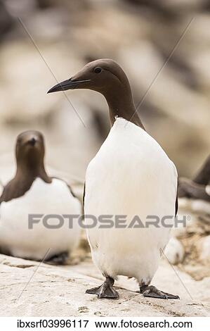 "Common Guillemots (Uria aalge), Farne Islands, Northumberland, England, United Kingdom, Europe" View Large Photo Image Stock Photo - "Common Guillemots (Uria aalge), Farne Islands, Northumberland, England, United Kingdom, Europe". Fotosearch