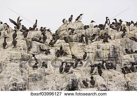Stock Photo - "Common Guillemots (Uria aalge), Farne Islands, Northumberland, England, United Kingdom, Europe". Fotosearch