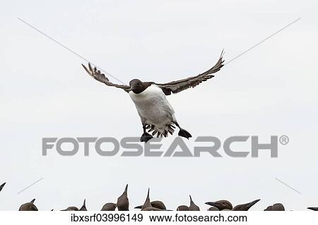 "Common Guillemots (Uria aalge), Farne Islands, Northumberland, England, United Kingdom, Europe" View Large Photo Image Stock Photo - "Common Guillemots (Uria aalge), Farne Islands, Northumberland, England, United Kingdom, Europe". Fotosearch