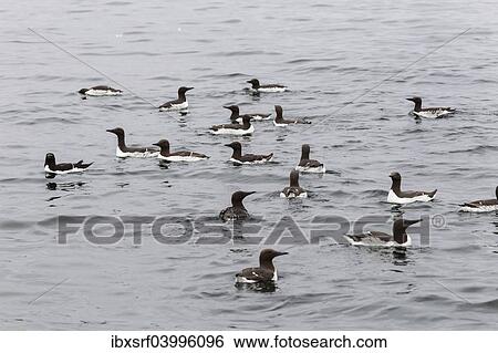 "Common Guillemots (Uria aalge), Farne Islands, Northumberland, England, United Kingdom, Europe" View Large Photo Image Stock Photograph - "Common Guillemots (Uria aalge), Farne Islands, Northumberland, England, United Kingdom, Europe". Fotosearch