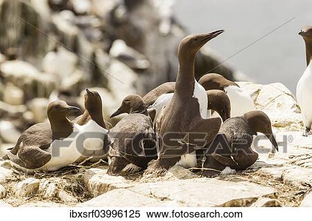"Common Guillemots (Uria aalge), Farne Islands, Northumberland, England, United Kingdom, Europe" View Large Photo Image Stock Photography - "Common Guillemots (Uria aalge), Farne Islands, Northumberland, England, United Kingdom, Europe". Fotosearch