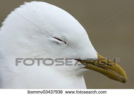 "Common Gull (Larus canus) acting apathetic and having coordination difficulties due to a thiamine deficiency, deficiency through environmental toxins, East Frisian Islands, East Frisia, Lower Saxony, Germany, Europe" View Large Photo Image Stock Photo - "Common Gull (Larus canus) acting apathetic and having coordination difficulties due to a thiamine deficiency, deficiency through environmental toxins, East Frisian Islands, East Frisia, Lower Saxony, Germany, Europe". Fotosearch