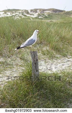 Stock Image - "Common Gull (Larus canus), Amrum Island, North Friesland, Schleswig-Holstein, Germany, Europe". Fotosearch