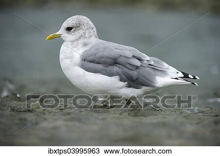 Stock Image - "Common Gull (Larus canus) walking through shallow water, Katmai National Park, Alaska". Fotosearch
