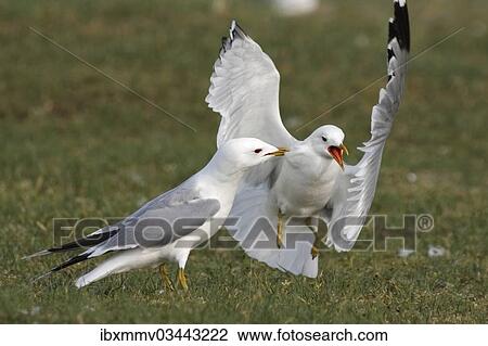 Stock Image - "Common Gull or Mew Gull (Larus canus) gulls in a turf war in the breeding habitat, East Frisian Islands, East Frisia, Lower Saxony, Germany, Europe". Fotosearch