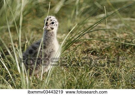 Stock Photo - "Common Gull or Mew Gull (Larus canus), chick or young bird, East Frisian Islands, East Frisia, Lower Saxony, Germany, Europe". Fotosearch