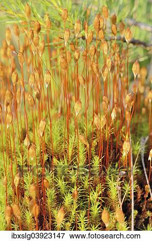 "Common Hair Cap Moss, also Great Goldilocks (Polytrichum commune) with spores, Bavaria, Germany, Europe" View Large Photo Image Stock Photo - "Common Hair Cap Moss, also Great Goldilocks (Polytrichum commune) with spores, Bavaria, Germany, Europe". Fotosearch