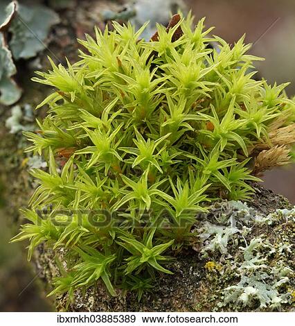 "Common Hair Cap Moss, Common Hair Moss or Great Goldilocks (Polytrichum commune), Thuringia, Germany, Europe" View Large Photo Image Stock Photo - "Common Hair Cap Moss, Common Hair Moss or Great Goldilocks (Polytrichum commune), Thuringia, Germany, Europe". Fotosearch