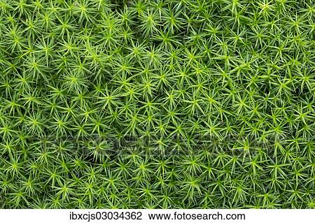 "Common haircap moss, common hair moss, great gold headed or Great Goldilocks (Polytrichum commune), Bergisches Land, Germany, Europe" View Large Photo Image Stock Image - "Common haircap moss, common hair moss, great gold headed or Great Goldilocks (Polytrichum commune), Bergisches Land, Germany, Europe". Fotosearch