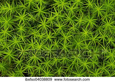 Stock Photo - "Common haircap moss (Polytrichum commune), Lower Saxony, Germany, Europe". Fotosearch