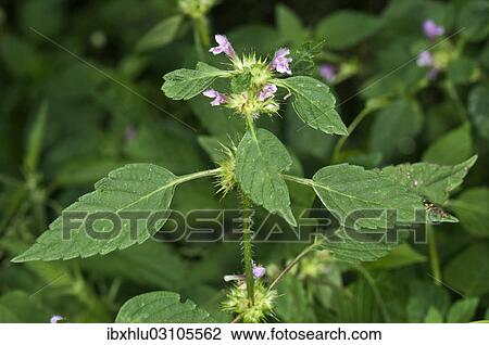 "Common Hemp-nettle (Galeopsis tetrahit), Untergroningen, Abtsgmuend, Baden-Wurttemberg, Germany, Europe" View Large Photo Image Stock Image - "Common Hemp-nettle (Galeopsis tetrahit), Untergroningen, Abtsgmuend, Baden-Wurttemberg, Germany, Europe". Fotosearch