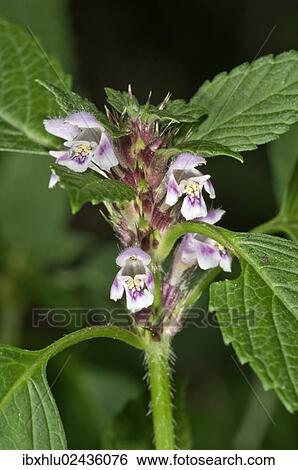 Stock Photograph - "Common Hemp-nettle (Galeopsis tetrahit), blossoms, Untergroeningen, Baden-Wuerttemberg, Germany, Europe". Fotosearch
