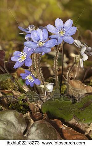 "Common Hepatica, liverwort (Hepatica nobilis), Untergroeningen, Baden-Wuerttemberg, Germany, Europe" View Large Photo Image Stock Image - "Common Hepatica, liverwort (Hepatica nobilis), Untergroeningen, Baden-Wuerttemberg, Germany, Europe". Fotosearch