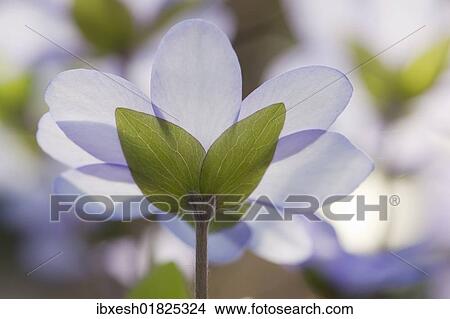 "Common Hepatica, Liverwort, Kidneywort or Pennywort, Bavaria, Germany, Europe" View Large Photo Image Picture - "Common Hepatica, Liverwort, Kidneywort or Pennywort, Bavaria, Germany, Europe". Fotosearch