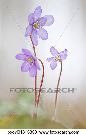 "Common Hepatica, liverwort, kidneywort, pennywort) (Hepatica nobilis) in backlight" View Large Photo Image Stock Image - "Common Hepatica, liverwort, kidneywort, pennywort) (Hepatica nobilis) in backlight". Fotosearch