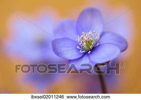 Stock Photograph - Common Hepatica or Liverwort (Anemone hepatica). Fotosearch