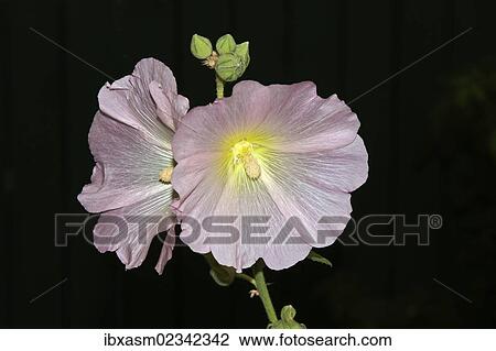 "Common hollyhock (Alcea rosea, Althaea rosea, Althaea chinensis), pink, flowering" View Large Photo Image Stock Image - "Common hollyhock (Alcea rosea, Althaea rosea, Althaea chinensis), pink, flowering". Fotosearch