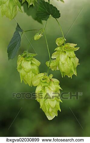 "Common Hop (Humulus lupulus), flower cones, hops, Europe" View Large Photo Image Stock Photo - "Common Hop (Humulus lupulus), flower cones, hops, Europe". Fotosearch