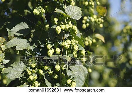 Stock Image - "Common Hops (Humulus lupulus) with mature flower cones in a hop garden, Hallertau or Holledau, Upper Bavaria, Bavaria, Germany, Europe". Fotosearch