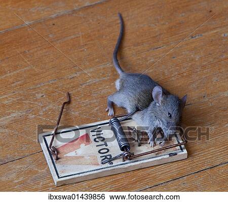 Stock Photograph - "Common house mouse (Mus musculus) in trap, dead, caught". Fotosearch