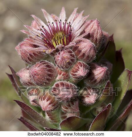 "Common Houseleek (Sempervivum tectorum), native to Europe" View Large Photo Image Stock Image - "Common Houseleek (Sempervivum tectorum), native to Europe". Fotosearch