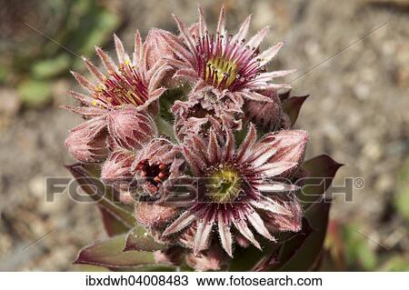 Stock Image - "Common Houseleek (Sempervivum tectorum), native to Europe". Fotosearch