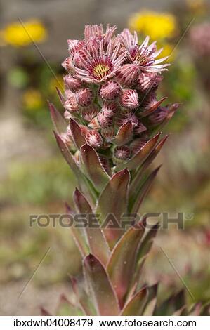 "Common Houseleek (Sempervivum tectorum), native to Europe" View Large Photo Image Stock Photo - "Common Houseleek (Sempervivum tectorum), native to Europe". Fotosearch