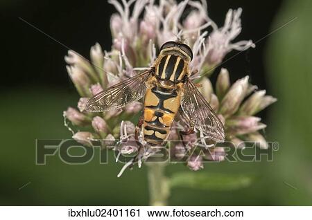 "Common Hoverfly (Helophilus pendulus), sucking nectar, Untergroeningen, Baden-Wuerttemberg, Germany, Europe" View Large Photo Image Stock Image - "Common Hoverfly (Helophilus pendulus), sucking nectar, Untergroeningen, Baden-Wuerttemberg, Germany, Europe". Fotosearch