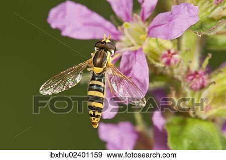 "Common Hoverfly (Spaerophoria scripta), female sucking nectar, Untergroeningen, Baden-Wuerttemberg, Germany, Europe" View Large Photo Image Stock Photo - "Common Hoverfly (Spaerophoria scripta), female sucking nectar, Untergroeningen, Baden-Wuerttemberg, Germany, Europe". Fotosearch
